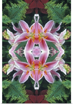 Flipped And Reflected Stargazer Lilies, Cincinnati, Ohio