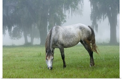Florida Cracker mare on a foggy morning, Bushnell, FL