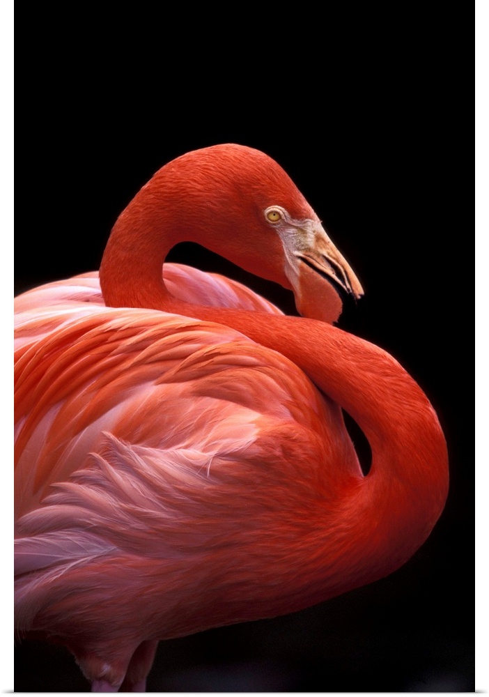 USA, Florida. Flamingo