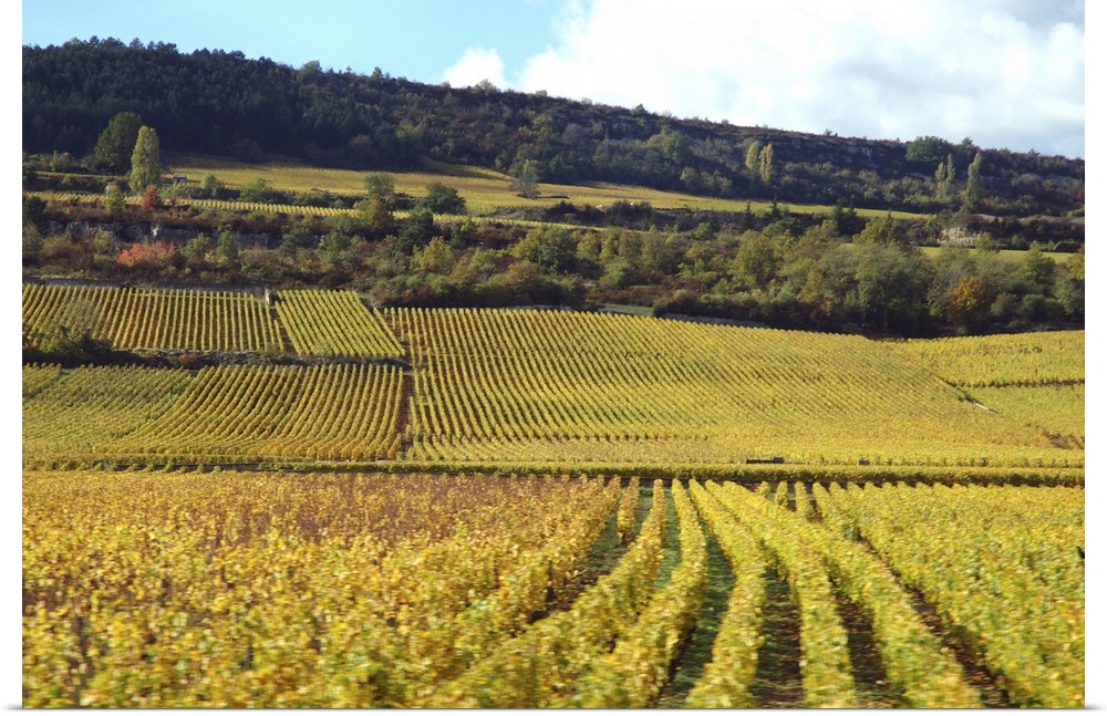 France, Burgundy, vineyards near Beaune