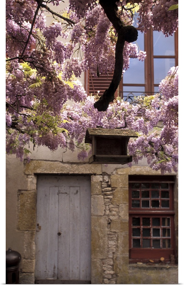 France, Burgundy, Yonne, Vezelay, Spring Flowers