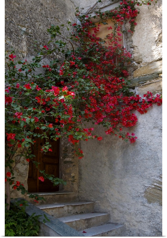 France, Corsica, Bougainvillea In Bloom Above Entrance To House In Oletta