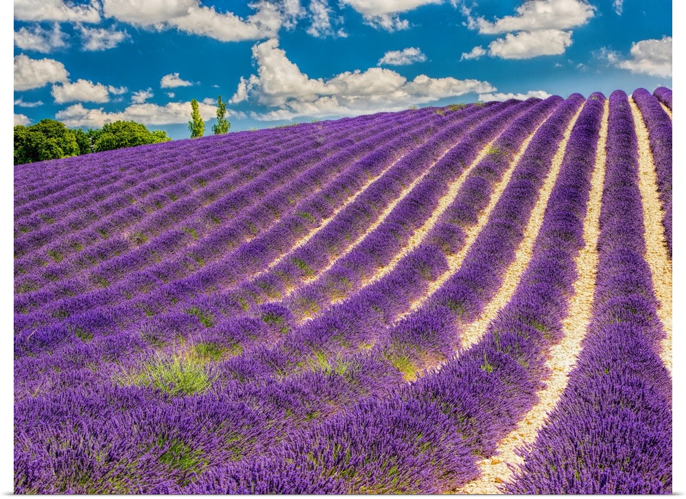 France, Provence, Lavender Field on the Valensole plateau.