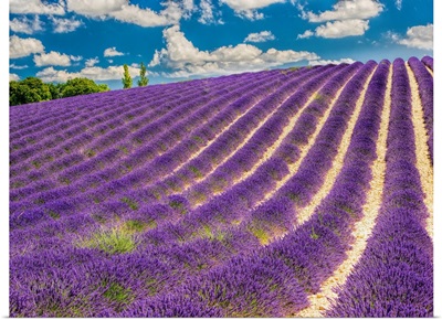 France, Provence, Lavender Field on the Valensole plateau