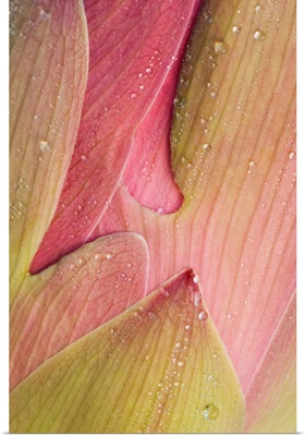 Franklin NC, Perry's Water Garden,  Abstract of lotus flower petals