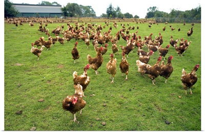 Free Range Hens On An Organic Farm