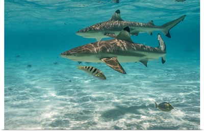 French Polynesia, Moorea, Black-Tipped Reef Sharks