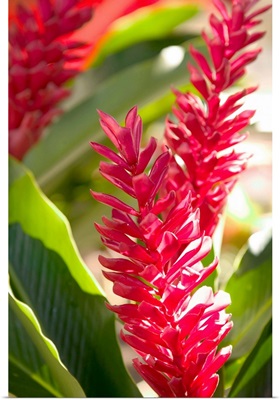French West Indies, Guadaloupe, Grande Terre, Flower Market, Red Ginger