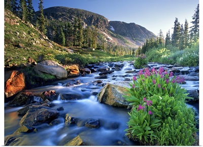 Fresh Spring Runoff Cascades Past Wildflowers In Bloom, Colorado Rocky Mountains