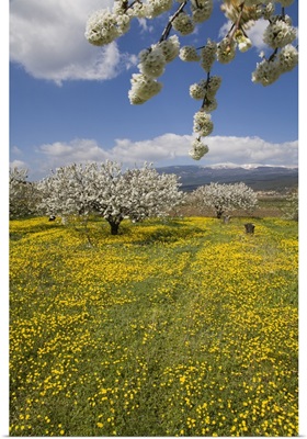 Fruit blossoms, snow capped Mont Ventoux, Vaucluse, Provence, France
