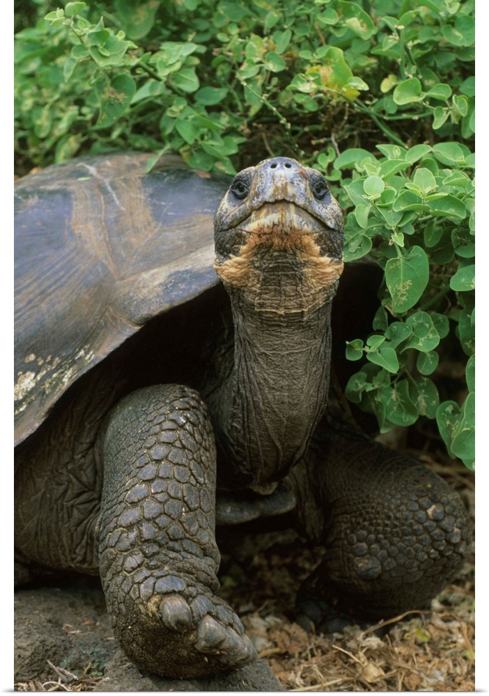 Galapagos Giant Tortoise, (Geochelone elephantopus), endangered, Santa Cruz Island, Galapagos.