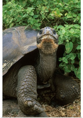 Galapagos Giant Tortoise, endangered, Santa Cruz Island, Galapagos