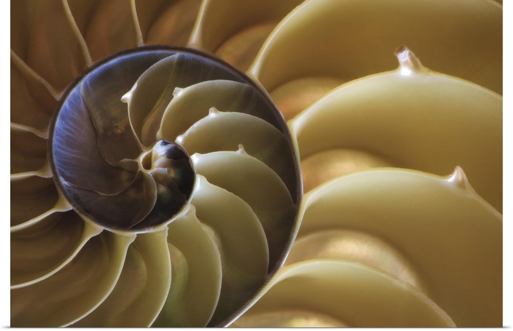 USA, Georgia, Abstract of a nautilus shell.