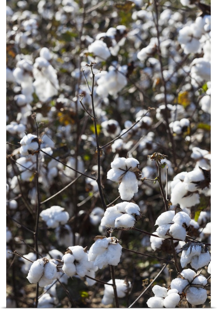 Georgia, Coney, cotton field.