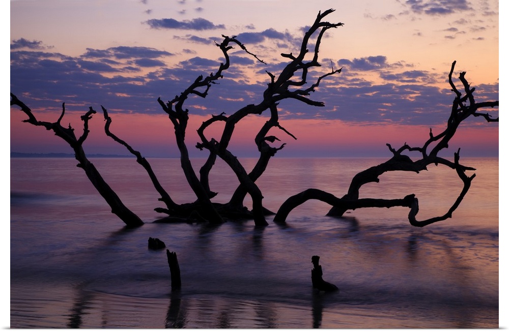 USA, Georgia, Jekyll Island, Driftwood Beach at sunrise.