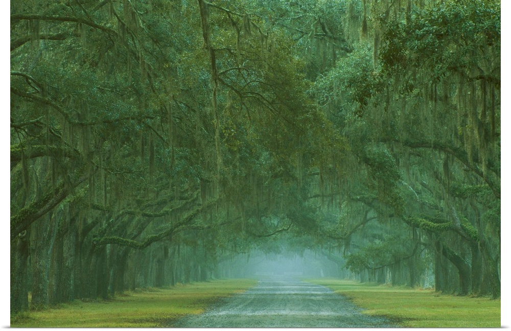 USA; Georgia; Oak lined drive at Historic Wormsloe Plantation near Savannah.
