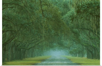 Georgia, Oak lined drive at Historic Wormsloe Plantation near Savannah