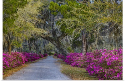 Georgia, Savannah, Azaleas along drive in Historic Bonaventure Cemetery