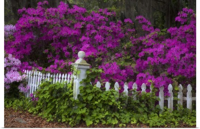 Georgia, Savannah, Azaleas in the spring at Historic Isle of Hope
