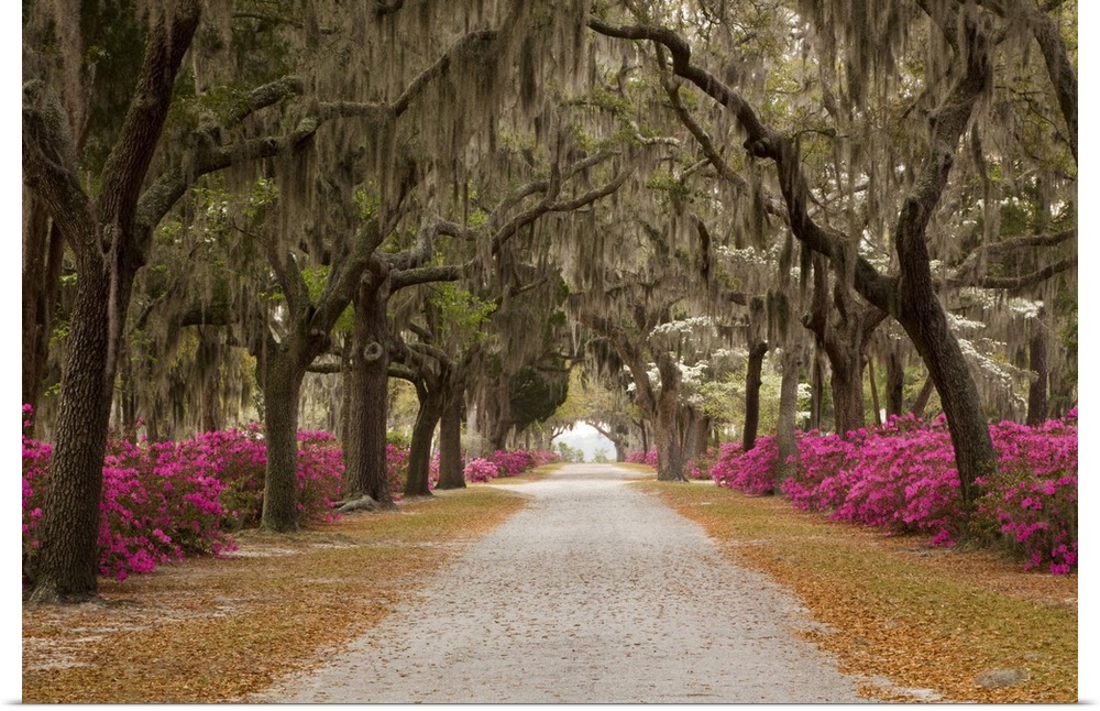 USA; Georgia; Savannah; Drive in Historic Bonaventure Cemetery in the spring.