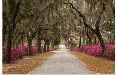 Georgia, Savannah, Drive in Historic Bonaventure Cemetery in the spring
