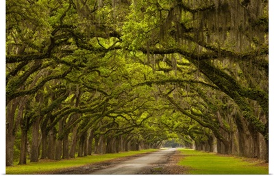 Georgia, Savannah, Mile long oak drive at Historic Wormsloe Plantation