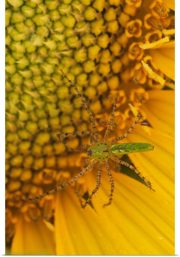 North America, USA, Georgia. Sunflower with Lynx spider.