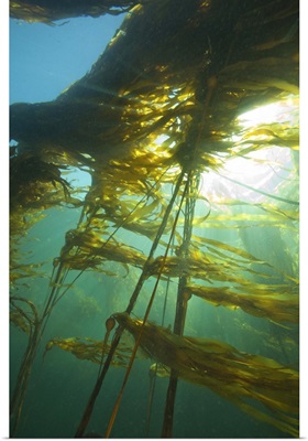Giant Kelp, Browning Passage, Scuba Diving, British Columbia, Canada