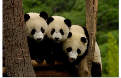 Giant Panda Babies, Wolong China Conservation And Research Center