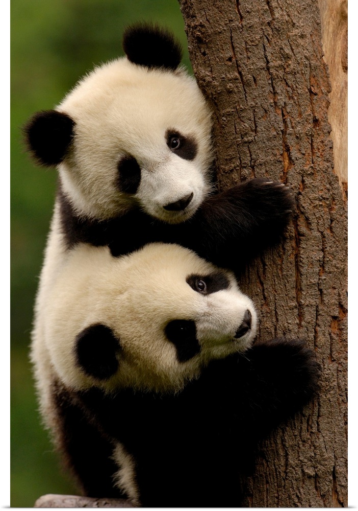 Giant panda babies (Ailuropoda melanoleuca) Family: Ailuropodidae. Wolong China Conservation and Research Center for the G...