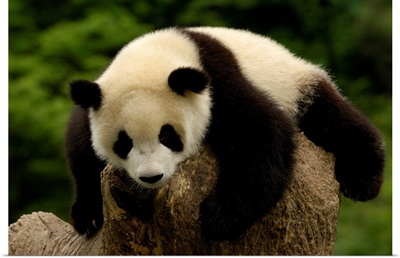Giant Panda Baby, Wolong China Conservation And Research Center