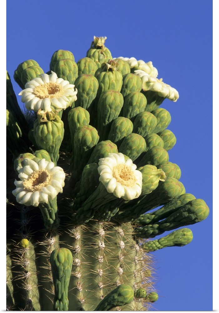 Giant saguaro cactus (Cereus giganteus) in bloom, Saguaro National Park, Tucson, Arizona.