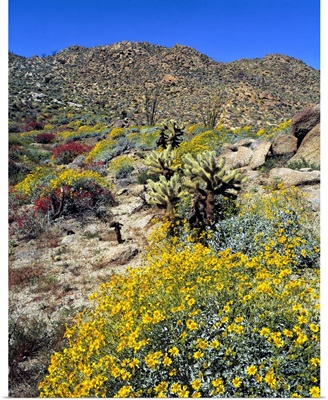 Golden brittlebrush grows in the arid soil of Anza-Borrego Desert State Park, California