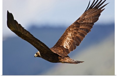 Golden Eagle adult in flight