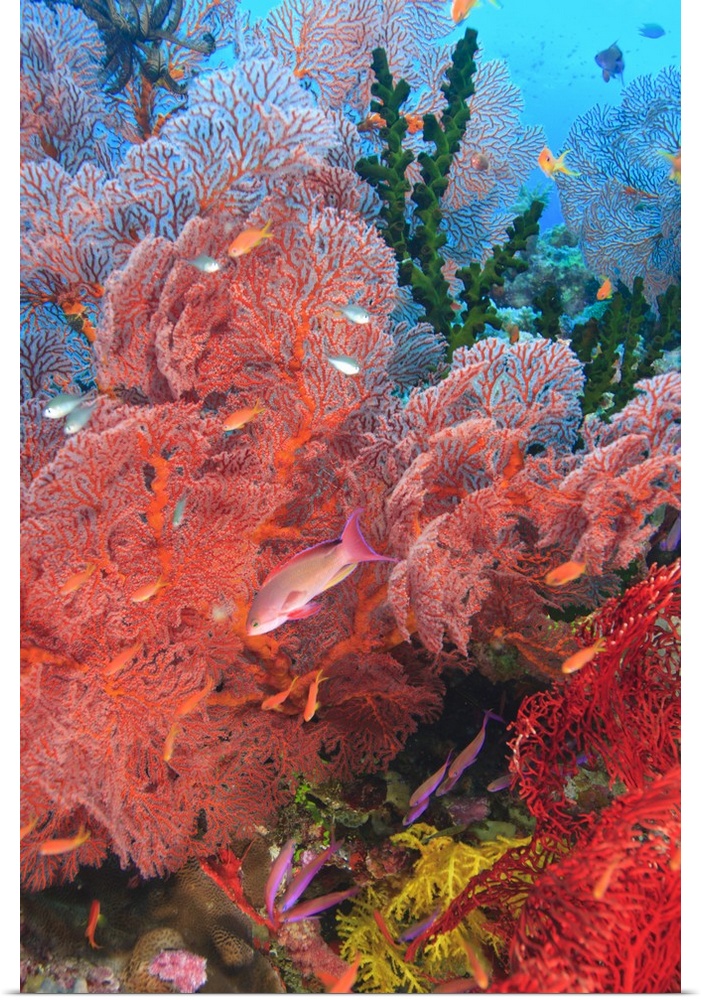 Gorgonian Sea Fan, schooling Fairy Basslets (Pseudanthias squamipinnis), near vibrant Gorgonian Sea Fans and colorful, hea...