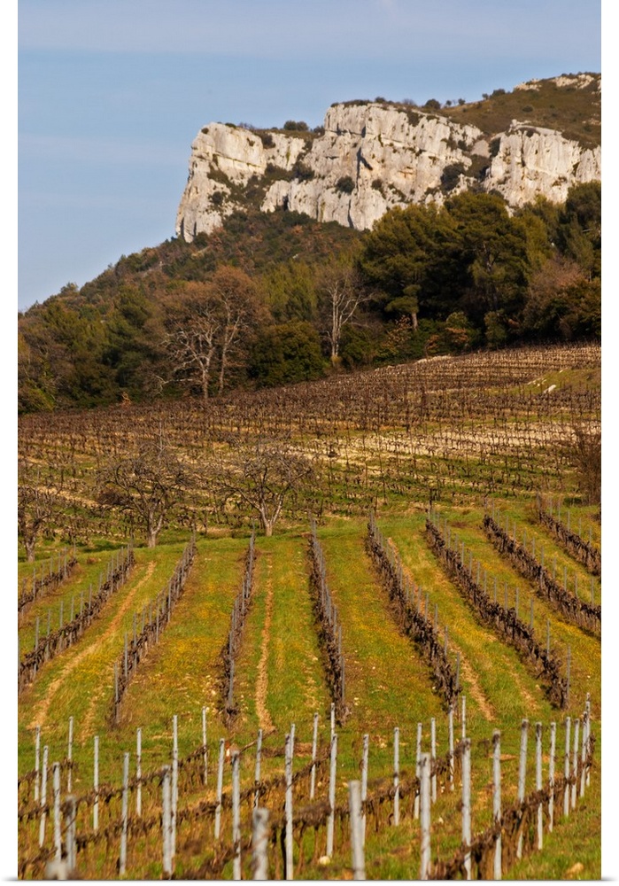 Graphic pattern vineyard and mountain cliff  Ch..teau Barbanau and Clos Val-Bruyere Cassis Cote d...Azur Var France