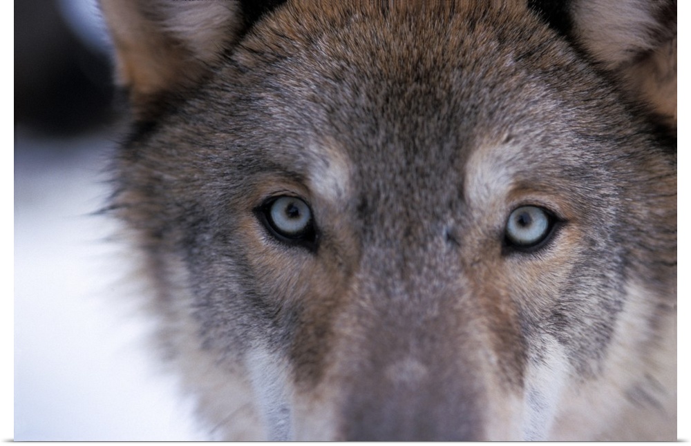 Gray wolf (Canis lupus), eyes close up in the foothills of the Takshanuk mountains, northern southeast Alaska.