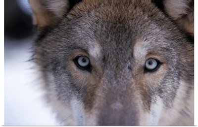 Gray wolf, eyes close up in the foothills of the Takshanuk mountains, Alaska