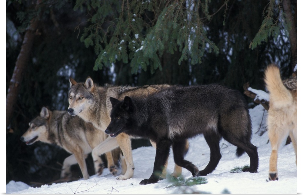 Gray wolf (Canis lupus) pack in the foothills of the Takshanuk mountains, northern southeast Alaska.