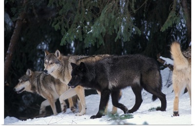 Gray wolf pack in the foothills of the Takshanuk mountains, Alaska