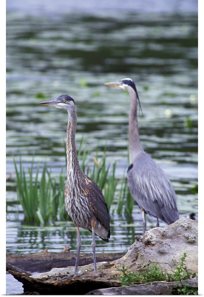 USA, Washington State, Juanita Bay Wetlands. Great Blue Heron pair standing on log