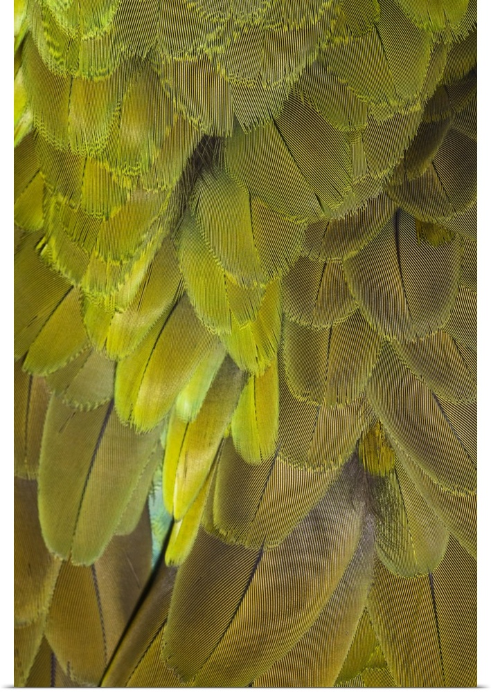 Great Green Macaw feather pattern,  Ara ambiguus, also known as Buffon's Macaw.