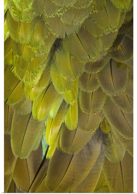 Great Green Macaw feather pattern, Ara ambiguus, also known as Buffon's Macaw