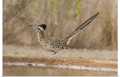 Greater Roadrunner (Geococcyx californianus) at a pond