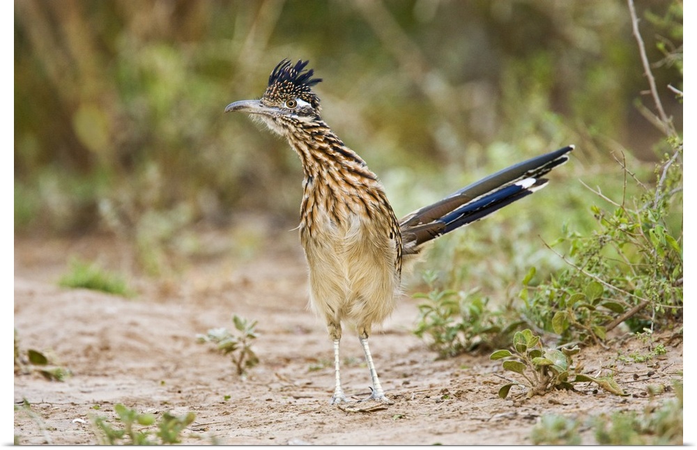 Greater Roadrunner (Geococcyx californianus) excited adult, foraging, south Texas brush lands in late afternoon, USA.