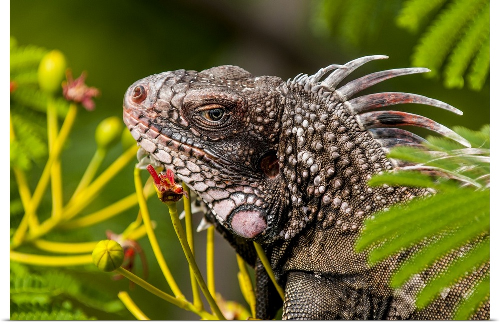 Green iguana (Iguana iguana), St. Thomas, US Virgin Islands.