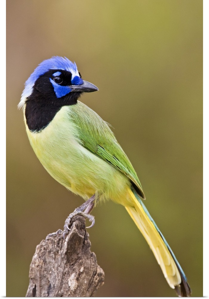 Green Jay (Cyanocorax yncas) adult perched in South Texas thorn brushlands, USA.