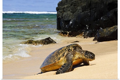 Green Sea Turtle, Hideaways Beach, Princeville, Kauai, Hawaii