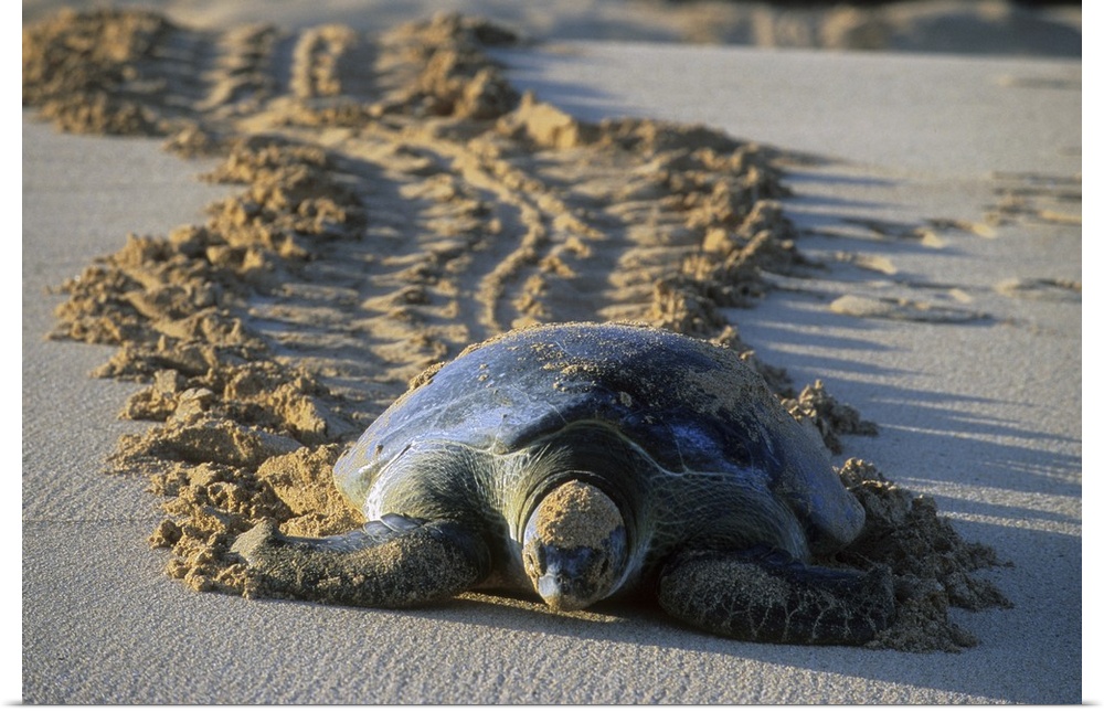 Green Sea Turtle (Chelonia mydas). Female returning to sea after nesting, Ascension Island, Atlantic Ocean.