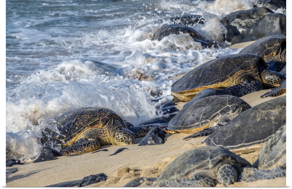Green sea turtles, Maui, Hawaii, USA.